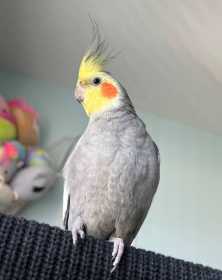 Lost Cockatiel