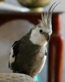 Lost Cockatiel