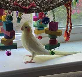 Lost Cockatiel