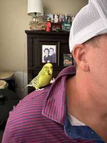 Lost Budgerigar