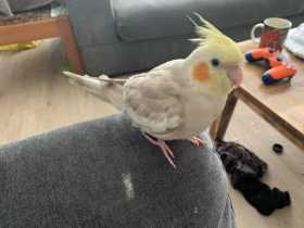 Lost Cockatiel