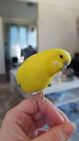 Lost Budgerigar