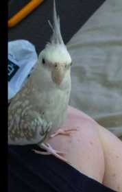 Lost Cockatiel