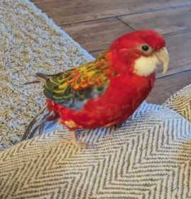 Lost Rosella