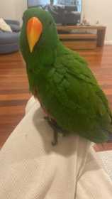 Lost Eclectus