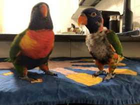 Lost Lory / Lorikeet