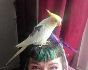 Lost Cockatiel