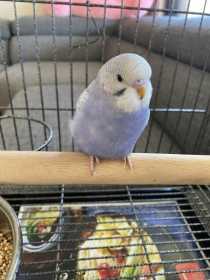 Lost Budgerigar