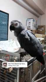 Lost African Grey