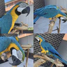 Lost Macaw