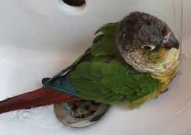 Lost Conure