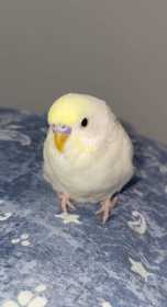 Lost Budgerigar