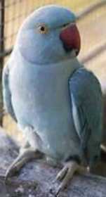 Lost Indian Ringneck Parakeet