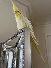 Lost Cockatiel