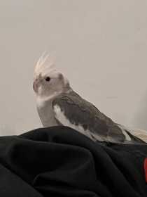 Lost Cockatiel
