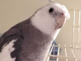 Lost Cockatiel