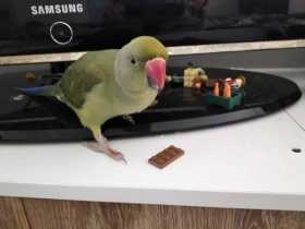 Lost Indian Ringneck Parakeet