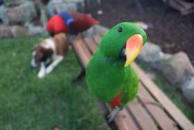 Lost Eclectus
