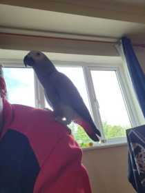 Lost African Grey