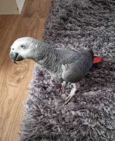 Lost African Grey