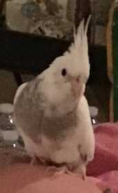 Lost Cockatiel