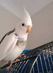 Lost Cockatiel