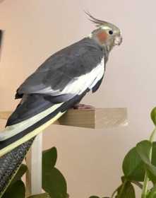 Lost Cockatiel