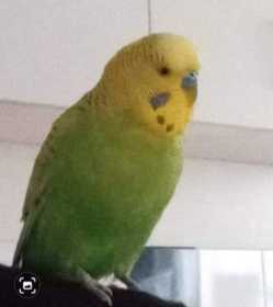 Lost Budgerigar