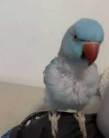 Lost Indian Ringneck Parakeet