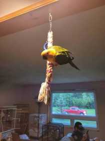 Lost Conure