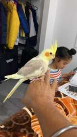 Lost Cockatiel