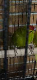 Lost Kakariki