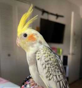 Lost Cockatiel