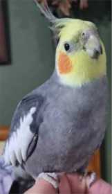 Lost Cockatiel