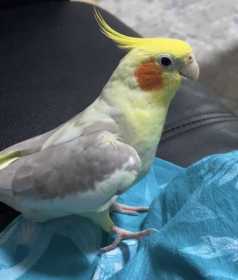 Lost Cockatiel