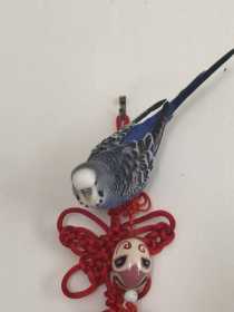 Lost Budgerigar