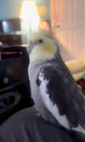 Lost Cockatiel