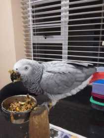 Lost African Grey