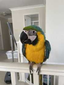 Lost Macaw