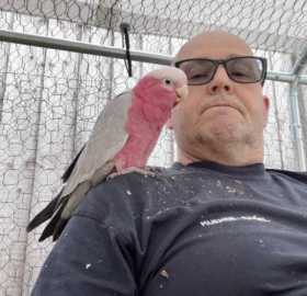 Lost Galah Cockatoo