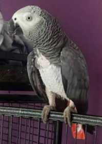 Lost African Grey