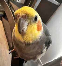 Lost Cockatiel