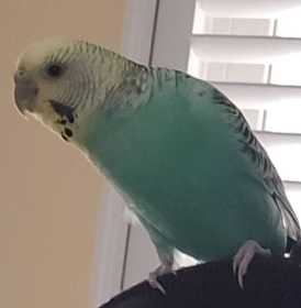 Lost Budgerigar
