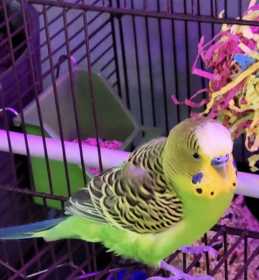 Lost Budgerigar