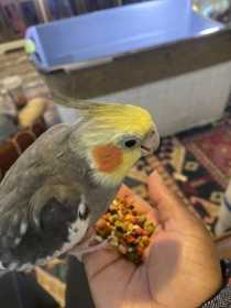 Lost Cockatiel