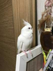 Lost Cockatiel