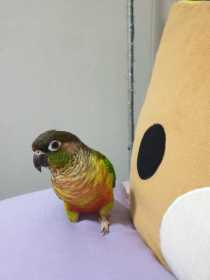 Lost Conure