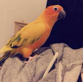 Lost Conure