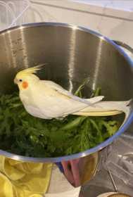 Lost Cockatiel