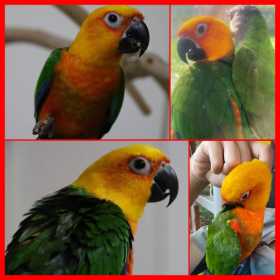 Lost Conure